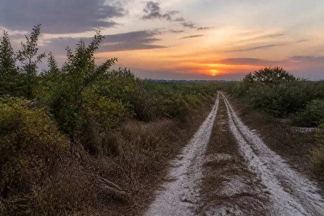 Feral citrus rows and sandy lane west of Port St. Lucie at sunset