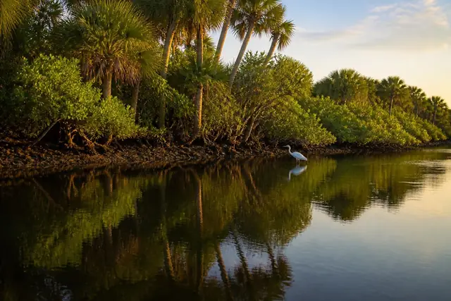North Fork of the St. Lucie River bordered by mangroves and cabbage palms