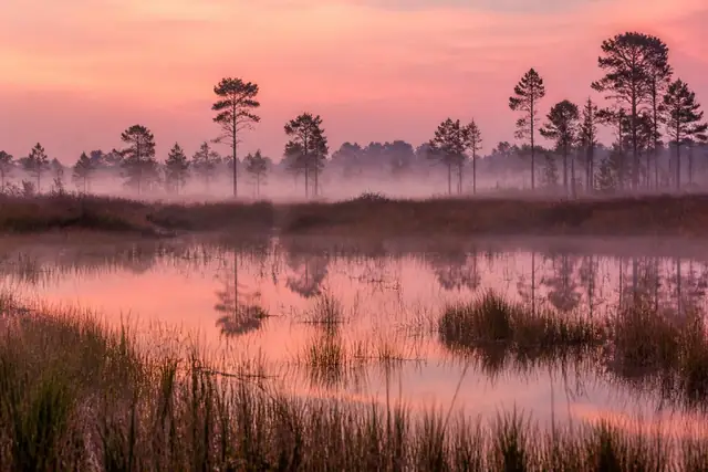Freshwater basin marsh and sawgrass at Savannas Preserve near Port St. Lucie